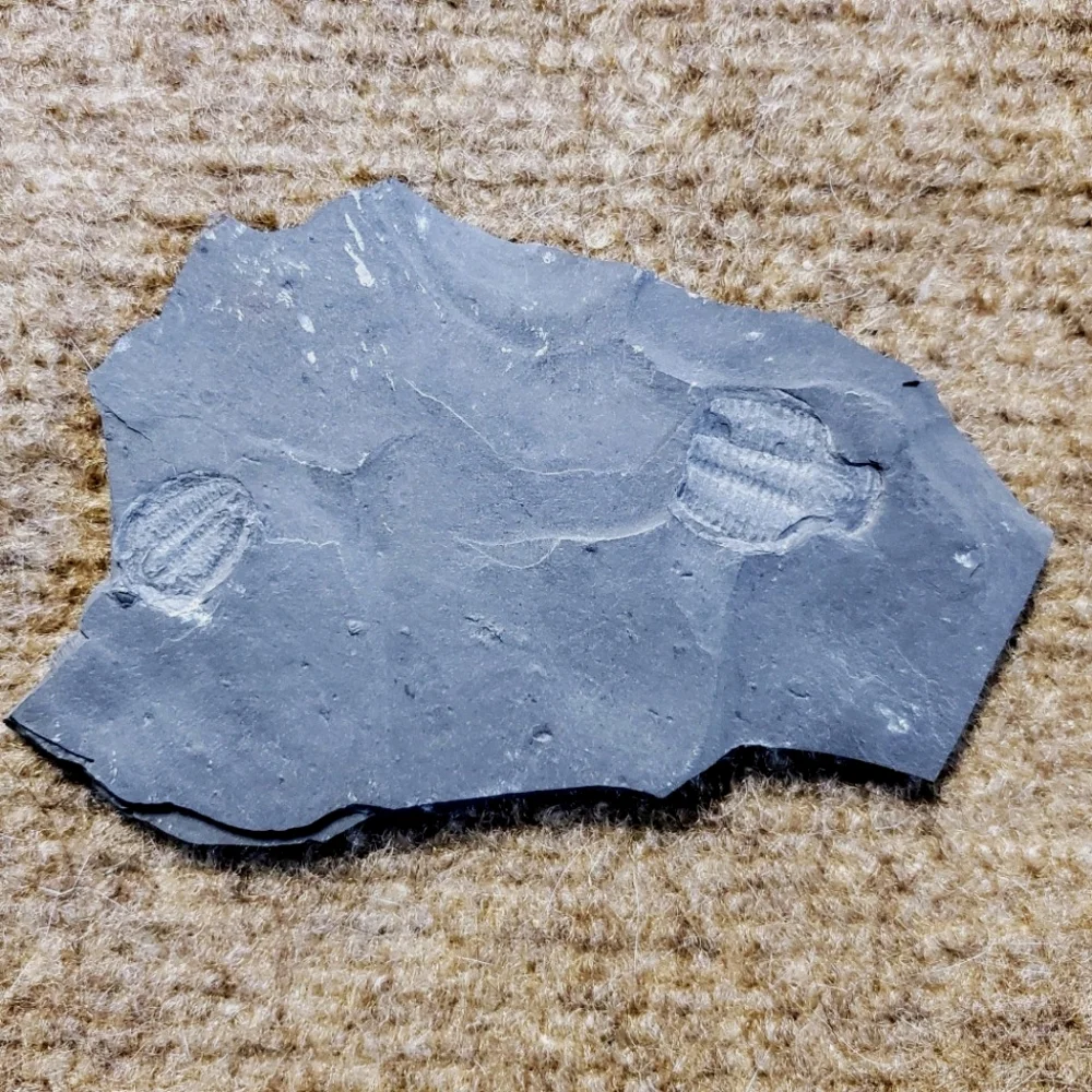 Trilobite Elrathia Fossils in Slate Stone Matrix - Delta Utah Set of 4